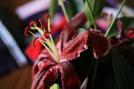 Setting Intentions for Family Meals Image
